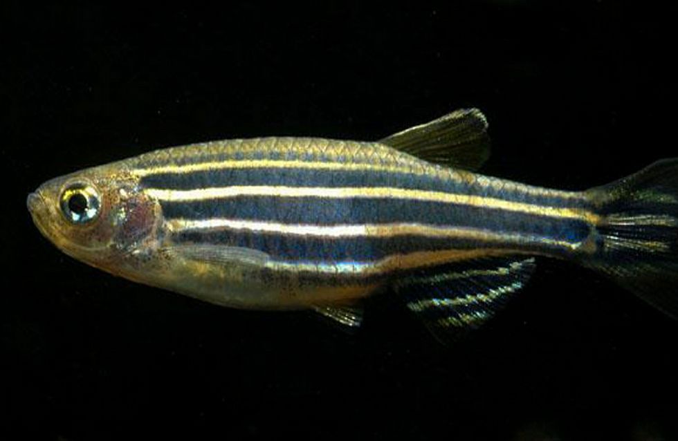 Una viguesa investiga la criopreservación de peces cebra en Estados Unidos Una viguesa investiga la criopreservación de peces cebra en Estados Unidos