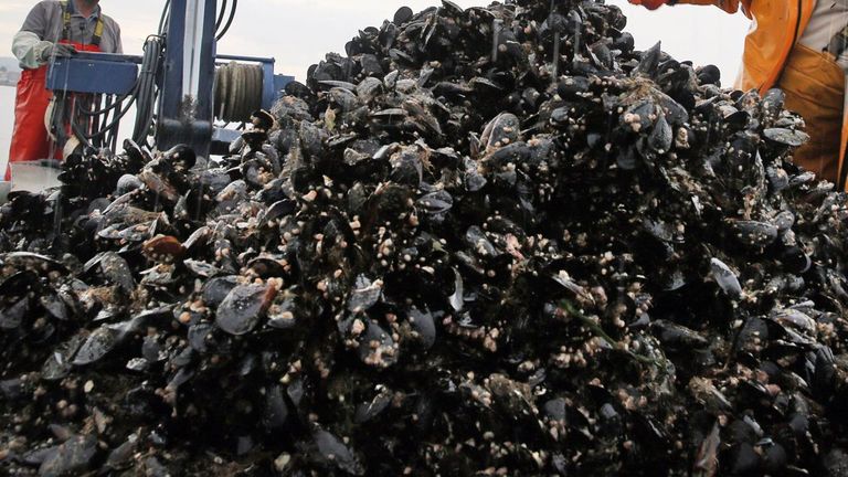 Las biotoxinas paralizan a los mejilloneros: solo se libran 23 de las 3.437 bateas