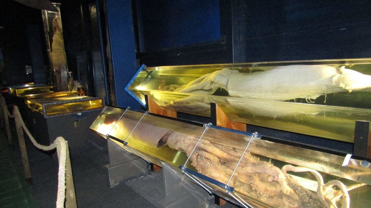 El nuevo museo de los calamares gigantes, los temidos «kraken»: las criaturas aún hoy más misteriosas del mundo