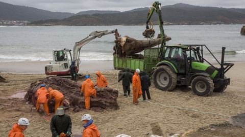 Un grupo de trabajadores retiran de la playa los restos de la ballena ayudados por una gra