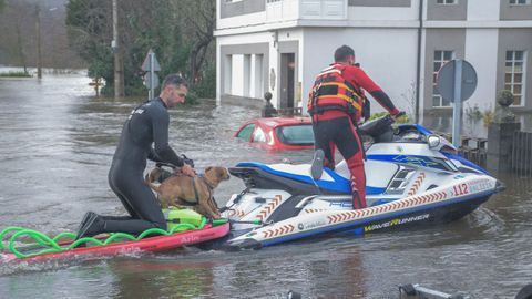 También fueron rescatados perros