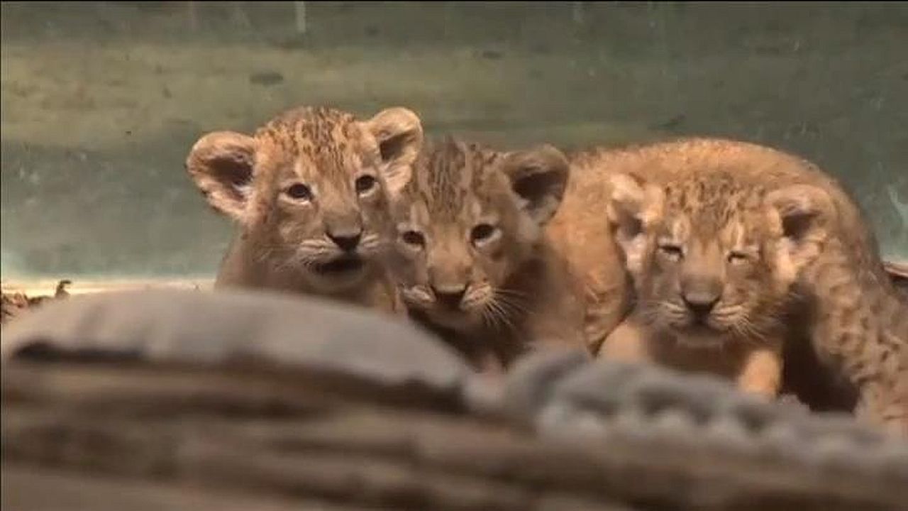 Los trillizos de len ya se pasean por el zoo de Frncfort