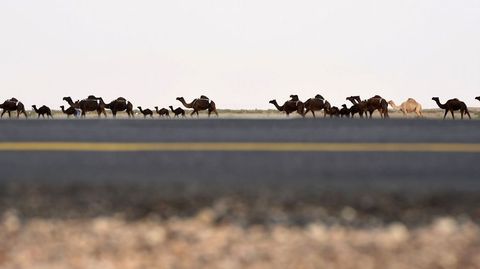 Caravana de camellos en Arabia Saud. 