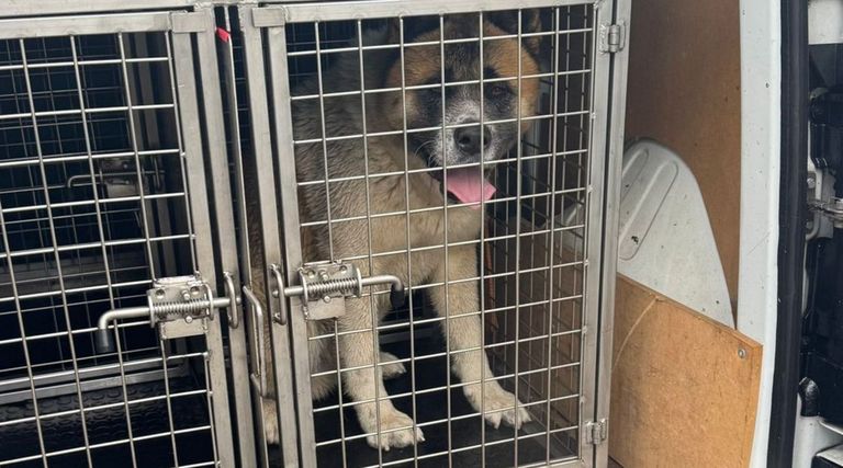 Un perro potencialmente peligroso muerde a dos personas y se abalanza sobre una niña de cinco años en Portonovo