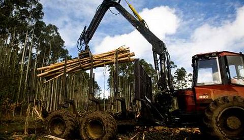 Trabajos forestales en As Barrosas, una de las zonas donde se crearn puntos de carga.