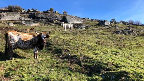 Vacas sueltas en los montes de la Serra do Sudo, en A Lama, en una foto de archivo