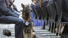La perra pastor belga Gea de Zhorava de la Unidad Especial de Guías Caninos de la Policía Nacional de Asturias
