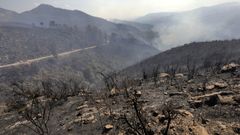 Portugal prohibe usar el eucalipto para replantar reas quemadas como la de la imagen