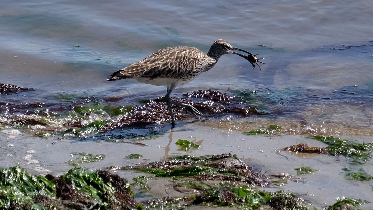 Jane Goodall hace un llamamiento en el D�a de la Tierra.Aedes albopictus
