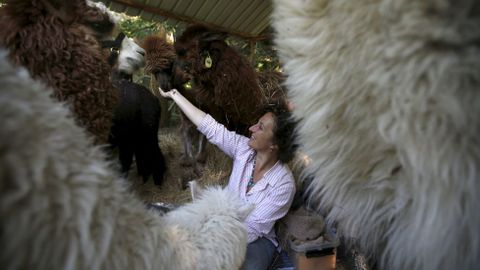 Una mujer da de comer a sus alpacas en una granja de Portugal.