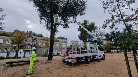 Operarios municipales intervienen en los árboles de la Alameda de Pontevedra