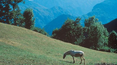 Un caballo pasta en una ladera, en Picos de Europa.Un caballo pasta en una ladera, en Picos de Europa