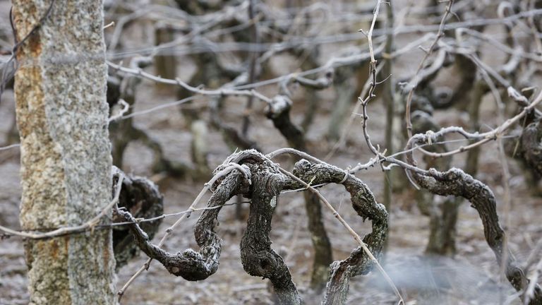 Investigadores del campus de Ourense transforman residuos del viñedo y de acacia en biocarbón para fertilizar el suelo