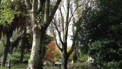 Tala de �rboles en Coia