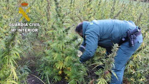 En Outes llegó a desmantelarse una finca en la que se encontraron 2.500 plantas de marihuana