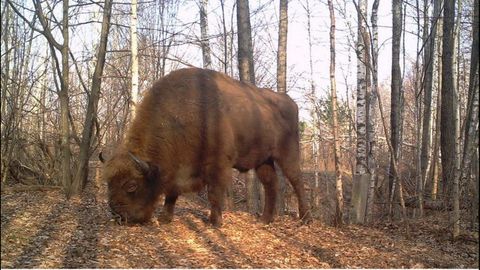 Bisonte europeo (Bison bonasus). Autor: TREE Project / Sergey Gaschack