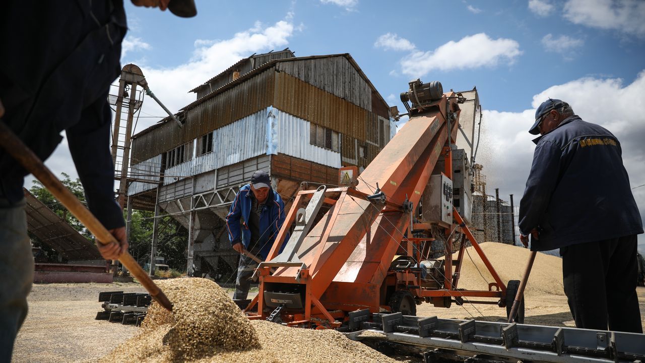 Agricultores ucranianos cargan grano de cebada durante una cosecha de cebada en el área de Odesa.