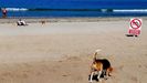 La única playa a la que se puede ir con perro en Vigo