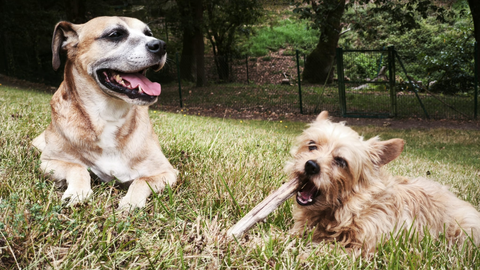 Los perros que se alberguan en La madriguera de L�a son sociables