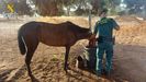 Un agente de la Guardia Civil da de beber a uno de los equinos