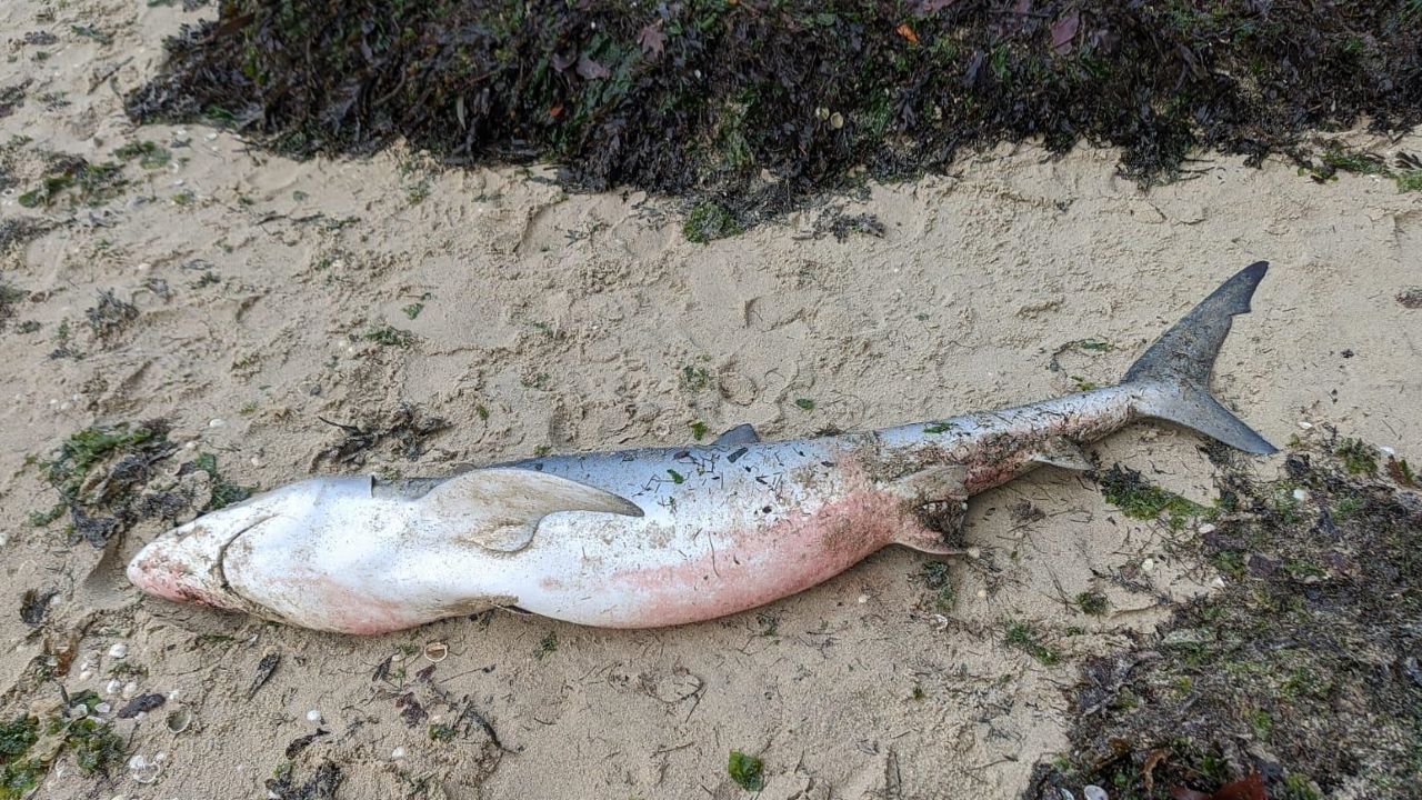 Imagen del tibur�n que apareci� en la playa de Testal