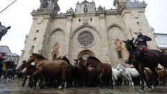 Los caballos de As San Lucas llegan a la catedral