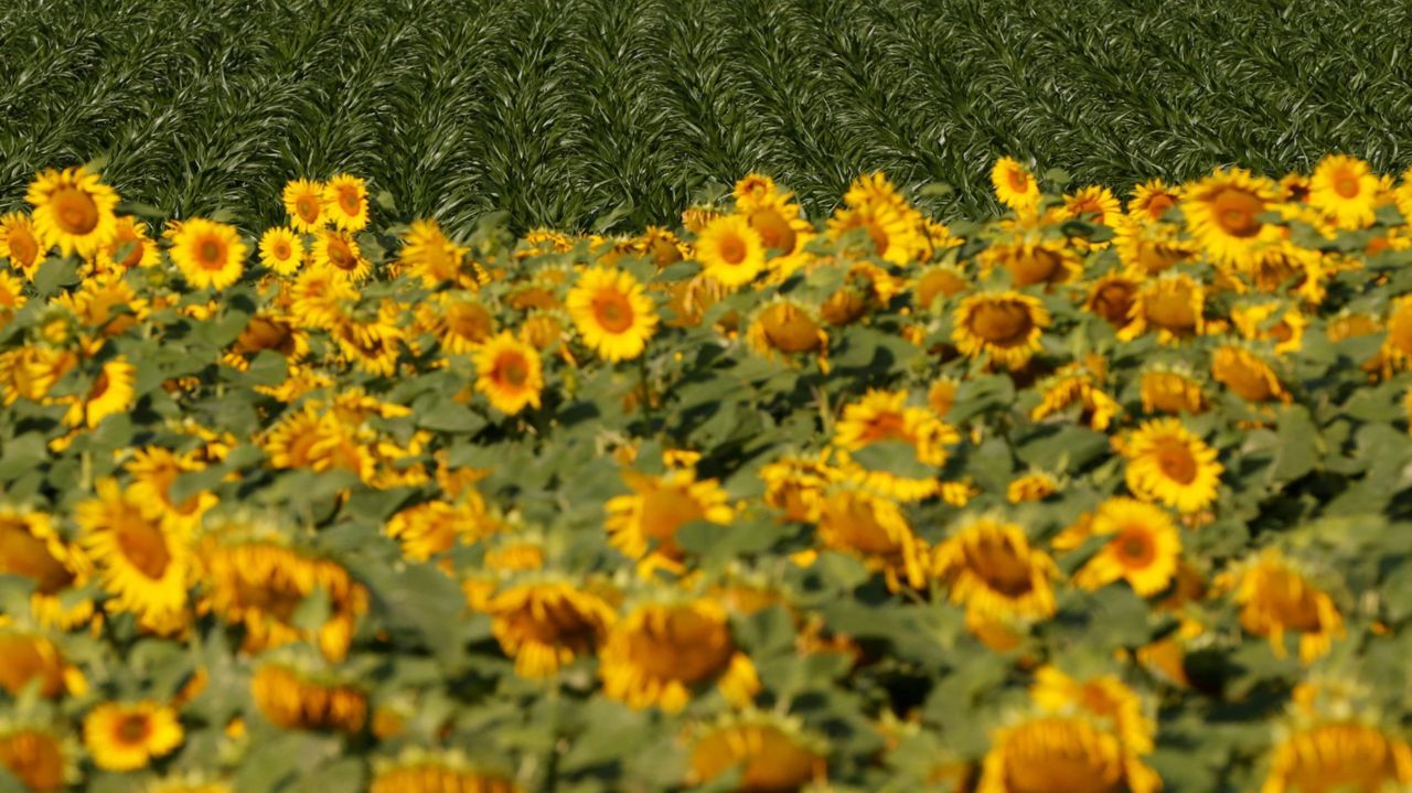 Los girasoles, el símbolo de Ucrania