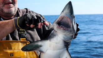 Barcos gallegos pescan legalmente marrajo dientuso (Isurus oxyrhinchus), un tibur�n oce�nico�considerado��un superdepredador de alt�sima relevancia para los ecosistemas marinos�.