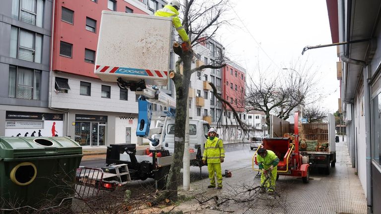 Pontevedra tala árboles frutales en el casco urbano por ser un foco de atracción para velutinas