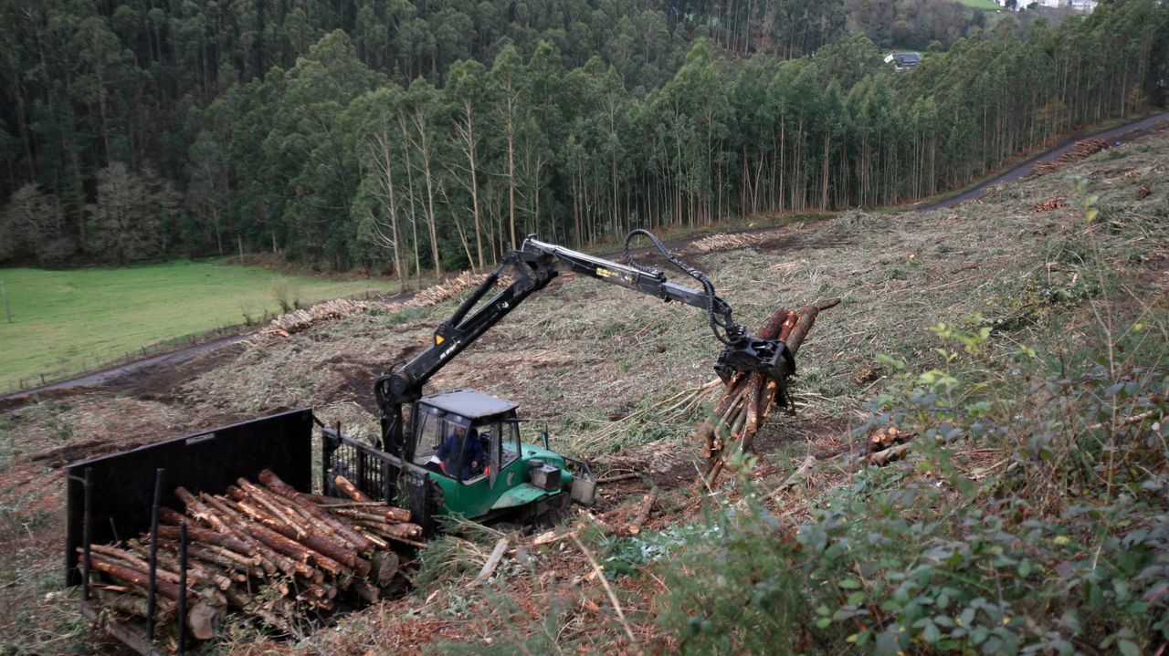 Tala de madera de pino en Viveiro