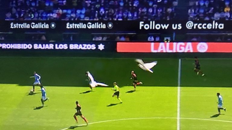 Un grupo de gaviotas sobrevolando Balaídos durante el partido del Celta contra el Rayo Vallecano.