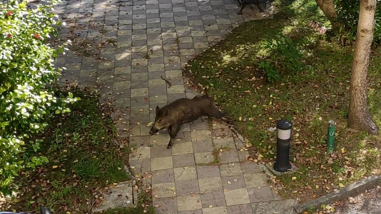 Las imgenes del acto de despedida del buque logstico australiano.Presentacin en Fitur
