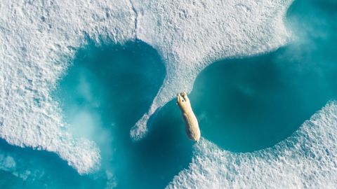 Encima del oso polar ha sido la mejor foto de dron del ao