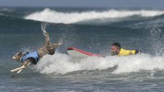 Salinas celebra el primer Campeonato Europeo de Surf canino