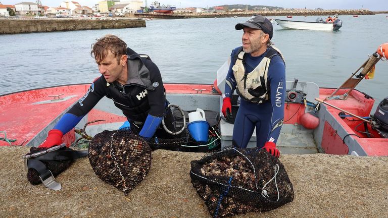 El percebe de Aguiño superó los 130 euros en el arranque de la campaña