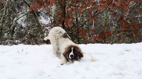 Un perro juega en la nieve en Cervantes, una poblacin de Os Ancares, en una imagen de archivo