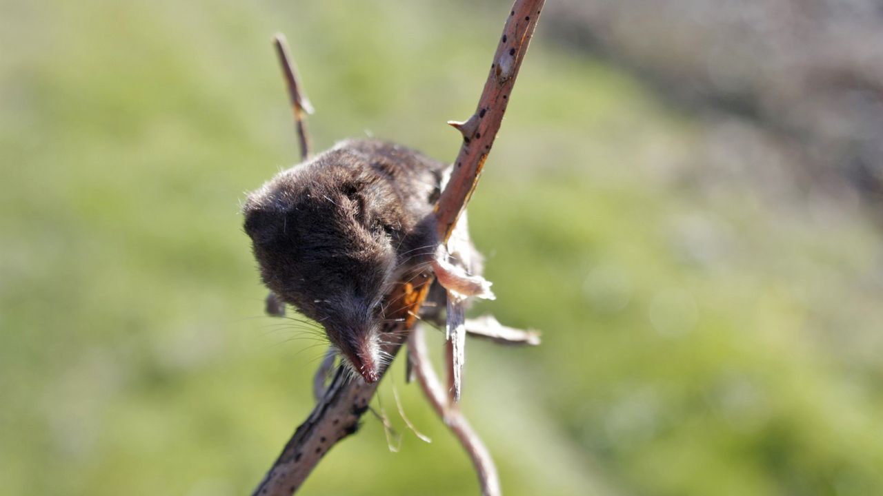 Ourense saca sus armas contra el cambio climtico en Galiciencia.Una musaraa encontrada en Santa Comba