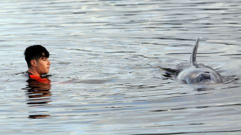 operativo de cemma en outes para liberar al delfin manoliño del arpón