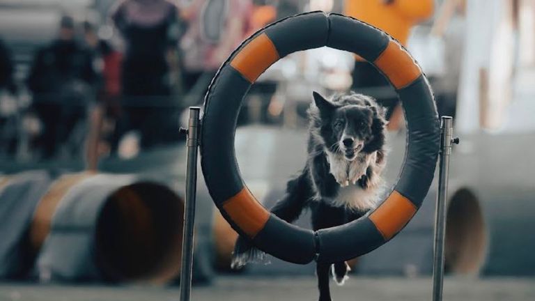 puedes ejercitar demasiado a tu perro