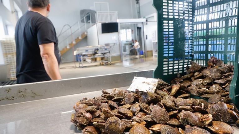 Biólogos del CSIC analizarán el impacto del cambio climático en la zamburiña de la ría de Ferrol
