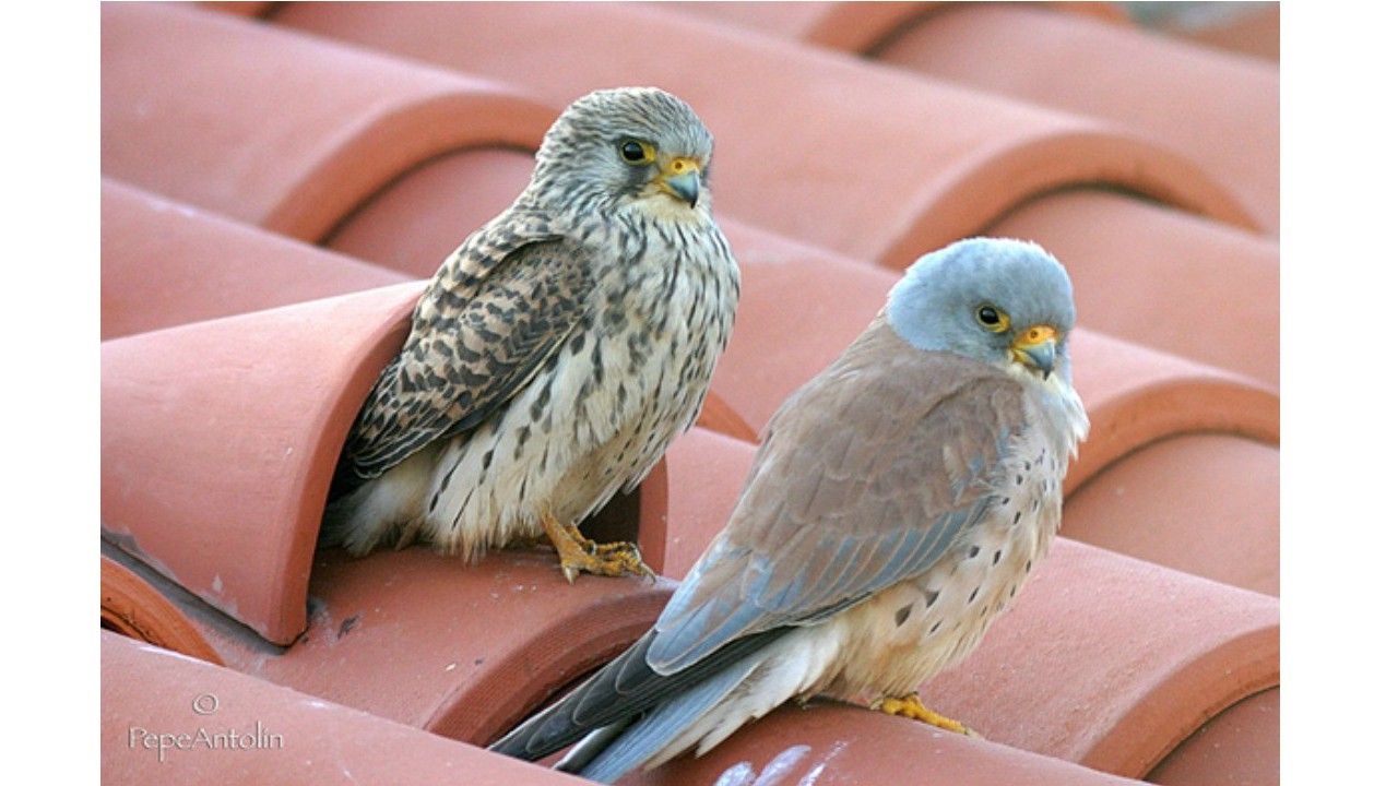Tejas cerámicas, protegen tu casa y cuidan del planeta