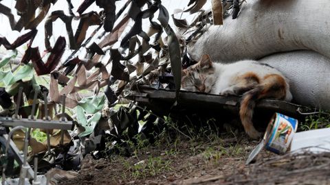 Un gato duerme en la localidad de Svitlodarsk, en la regin de Donetsk