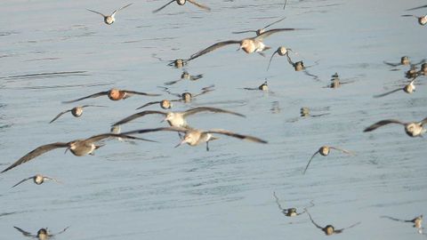 Espectacular visita de miles de aves migratorias a la ría de Avilés