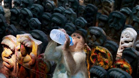 Un macaco bebe leche de una botella de plstico en India
