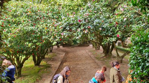 Paseo cubierto con camelias en la aproximación al jardín del Pazo Quiñones de León