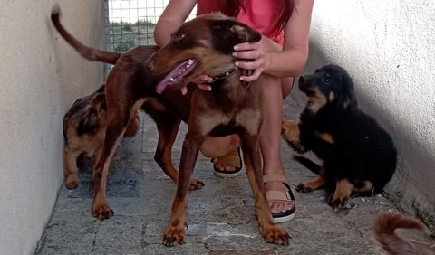 La perra que estuvo seis meses en el Punto Limpo de Cospeito ahora est en una protectora de Ourense