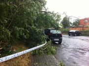 Cae un �rbol junto a la entrada de consultas externas del antiguo Xeral