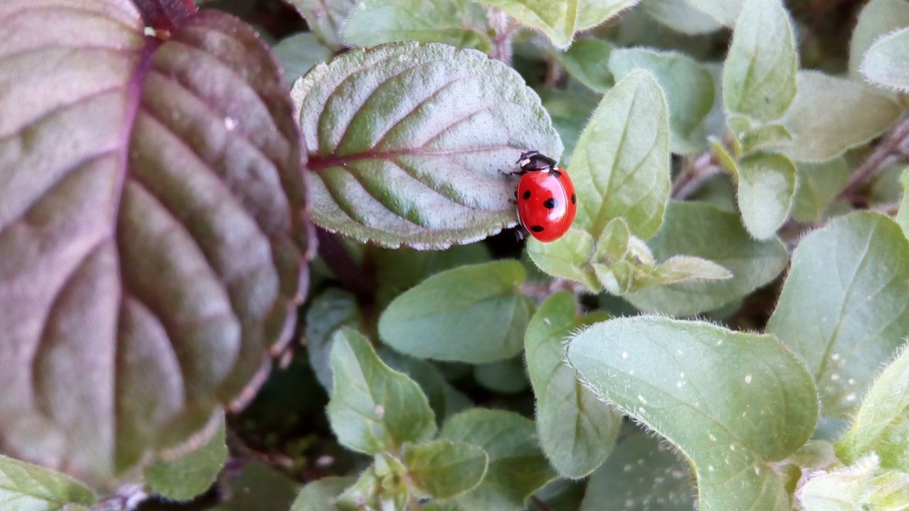 La rotacin de cultivos ayuda a regenerar los suelos