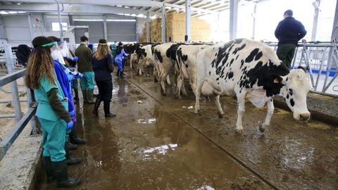 Alumnos de Veterinaria, de prácticas en la Granxa Experimental do Leite.