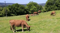 En Friol abundan las explotaciones de ganado vacuno, tanto de carne como de leche 